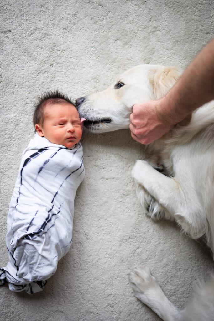 Overhead image of a swaddled newborn baby getting kisses from a white labrador retriever, dad's hand holds back the dog. 